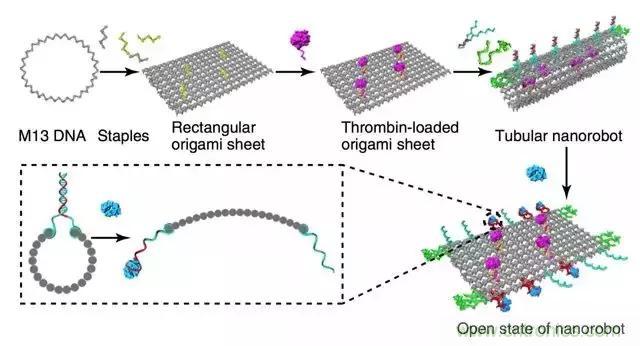 中美科學家聯(lián)手，用DNA納米機器人殺死癌細胞