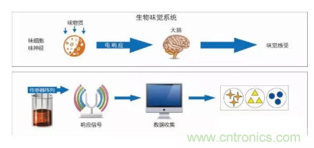 仿生傳感器的定義、原理、分類及應(yīng)用