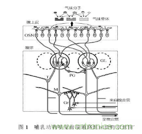 仿生傳感器的定義、原理、分類及應(yīng)用
